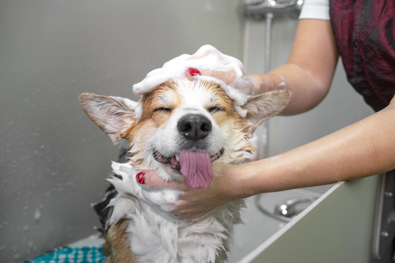 トリミング中の犬
