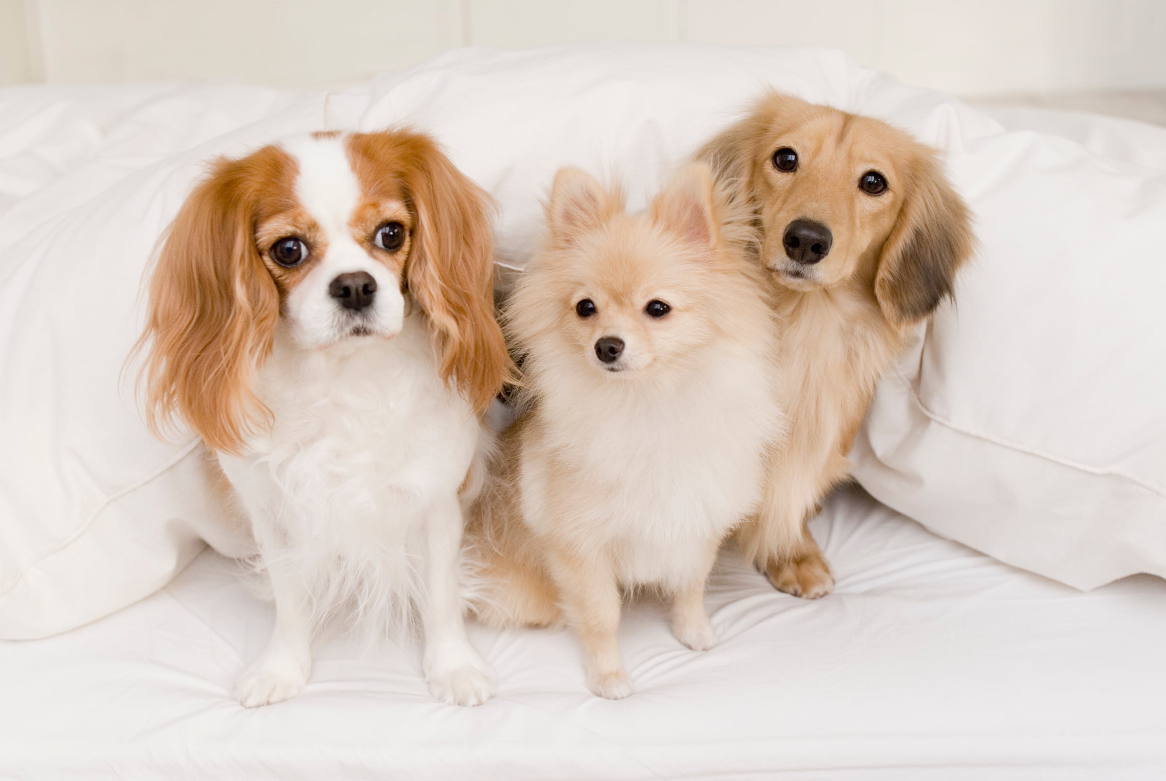 フルエストでのびのび過ごす犬たち